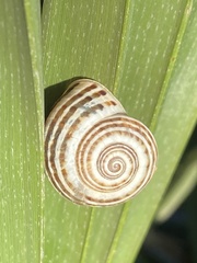 Pseudotachea splendida