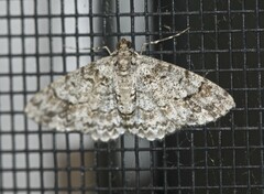 Myrioblephara desumpta