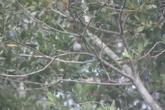 Erithacus rubecula superbus