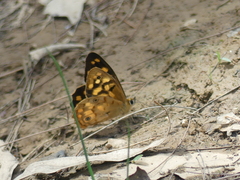 Heteronympha paradelpha