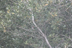 Erithacus rubecula superbus