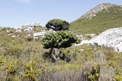 Mimetes fimbriifolius