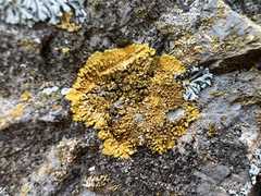 Variospora aurantia