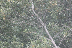 Erithacus rubecula superbus