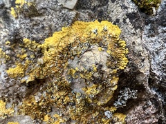 Variospora aurantia