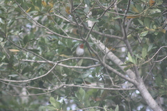 Erithacus rubecula superbus