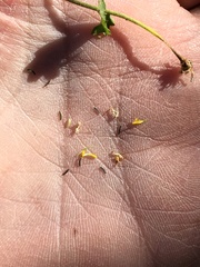 Amauria brandegeeana