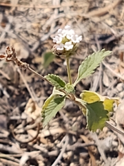 Lantana canescens