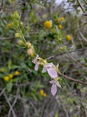 Teucrium bicolor