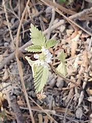 Lantana canescens