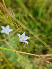 Wahlenbergia undulata