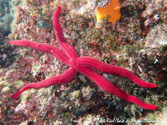 Ophidiaster ophidianus