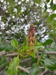 Anisomeria littoralis