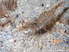 Palaemon serratus