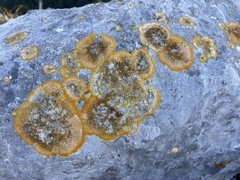 Variospora aurantia