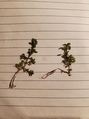 Arenaria