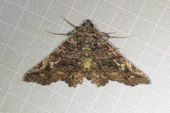 Helia calligramma