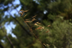 Celtica gigantea