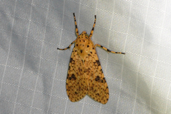 Lophocampa dognini