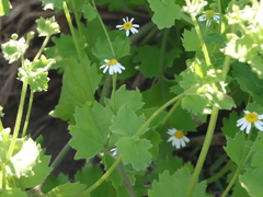 Amauria brandegeeana