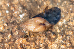 Striarca lactea