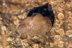 Striarca lactea