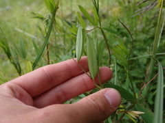 Lathyrus palustris
