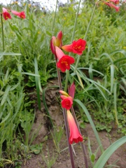 Phycella cyrtanthoides