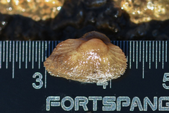 Striarca lactea