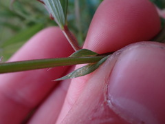 Lathyrus palustris