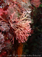 Tricleocarpa fragilis