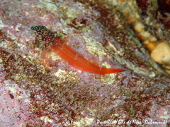 Tripterygion melanurus