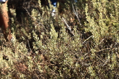 Cistus halimifolius