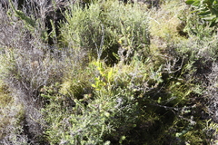 Seriphium cinereum