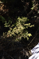 Juniperus navicularis