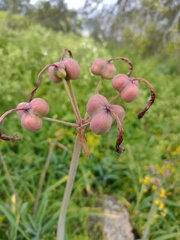 Phycella cyrtanthoides