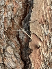 Parabacillus hesperus