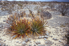 Hechtia texensis