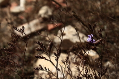 Limonium virgatum