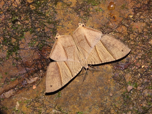 Neodeta
