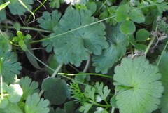 Geranium molle