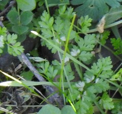 Anthriscus caucalis