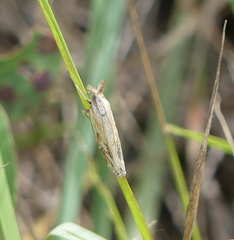 Culladia cuneiferellus