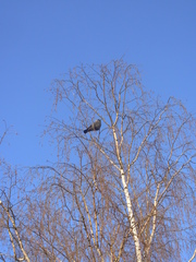 Corvus monedula