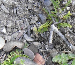 Biserrula pelecinus