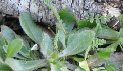 Plantago lagopus