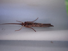 Nemotaulius hostilis