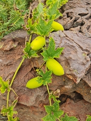 Cucumis zeyheri