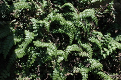Asplenium foreziense