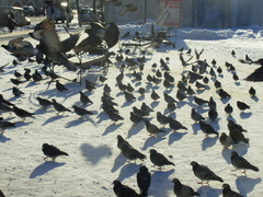 Columba livia domestica